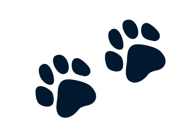 Zum gesunden Hundefutter führt die Spur